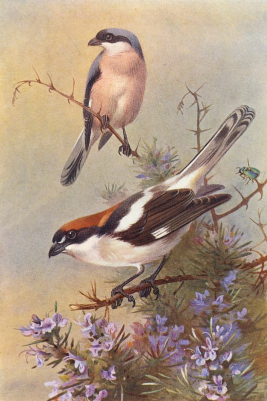 Picanço-cinzento-pequeno, picanço-da-madeira (litografia a cores) de Archibald Thorburn