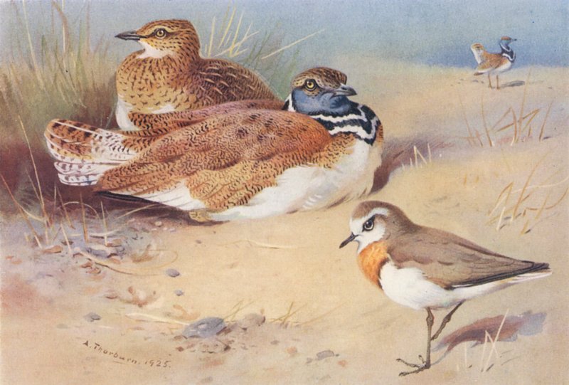 Abetarda (macho e fêmea), tarambola do Cáspio (litografia a cores) de Archibald Thorburn