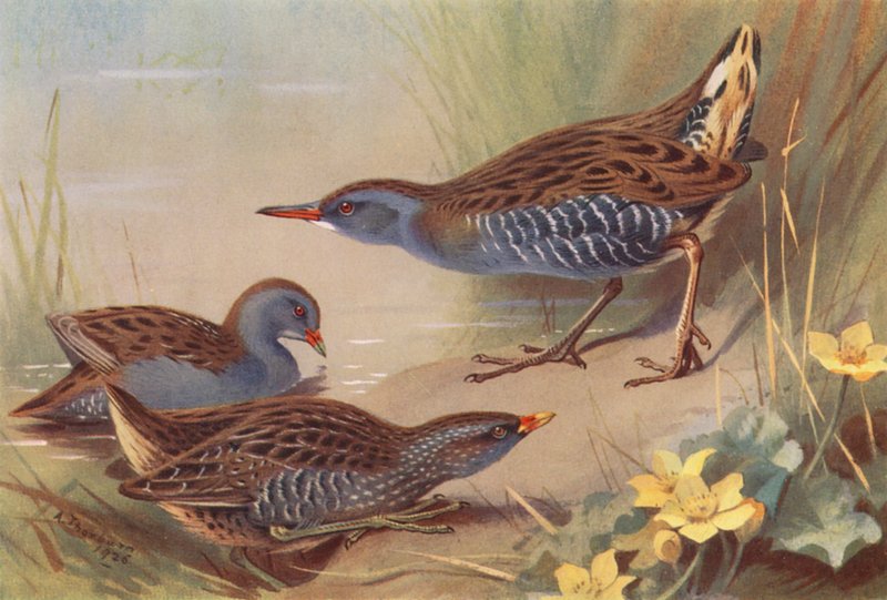 Caranguejo pequeno, Caranguejo malhado, Caranguejo de água (litografia a cores) de Archibald Thorburn