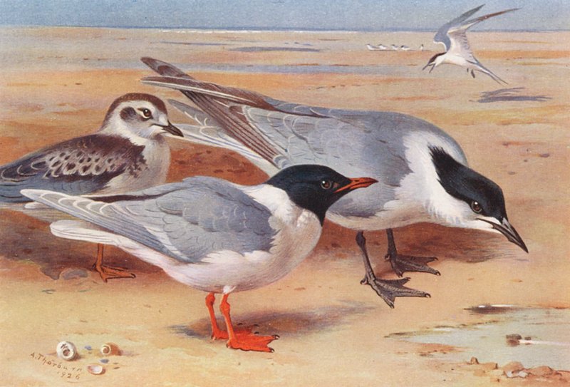 Gaivota-pequena (adulto e jovem), Gaivota-de-bico-direito (litografia a cores) de Archibald Thorburn