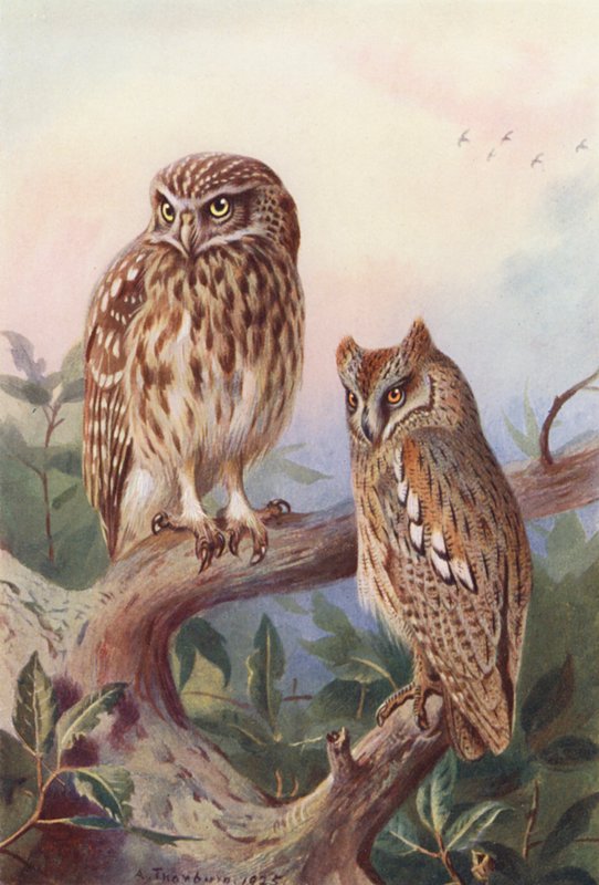 Corujinha, Corujinha-das-torres (litografia a cores) de Archibald Thorburn