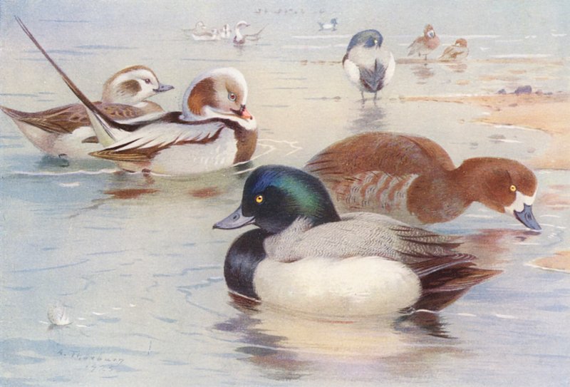 Pato de cauda comprida (macho e fêmea), pato de cauda comprida (macho e fêmea) (litografia a cores) de Archibald Thorburn