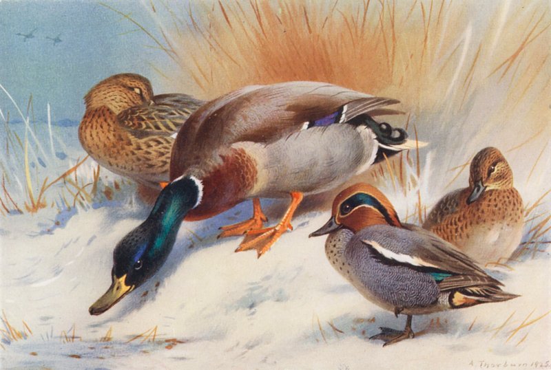 Pato-real (macho e fêmea), marreco (macho e fêmea) (litografia a cores) de Archibald Thorburn