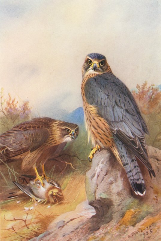 Merlin (litografia a cores) de Archibald Thorburn
