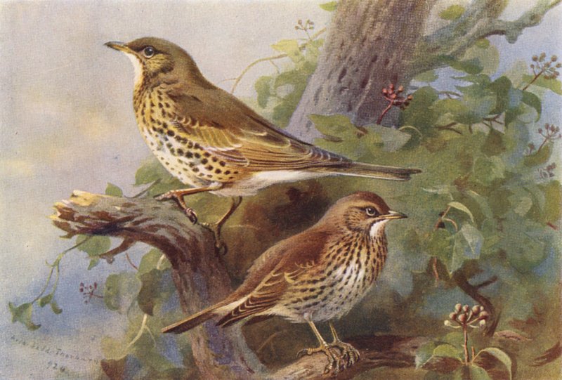 Cigarrinha, Cigarrinha-das-torres (litografia a cores) de Archibald Thorburn