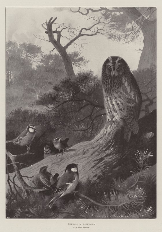 Assaltando uma madeira-coruja de Archibald Thorburn