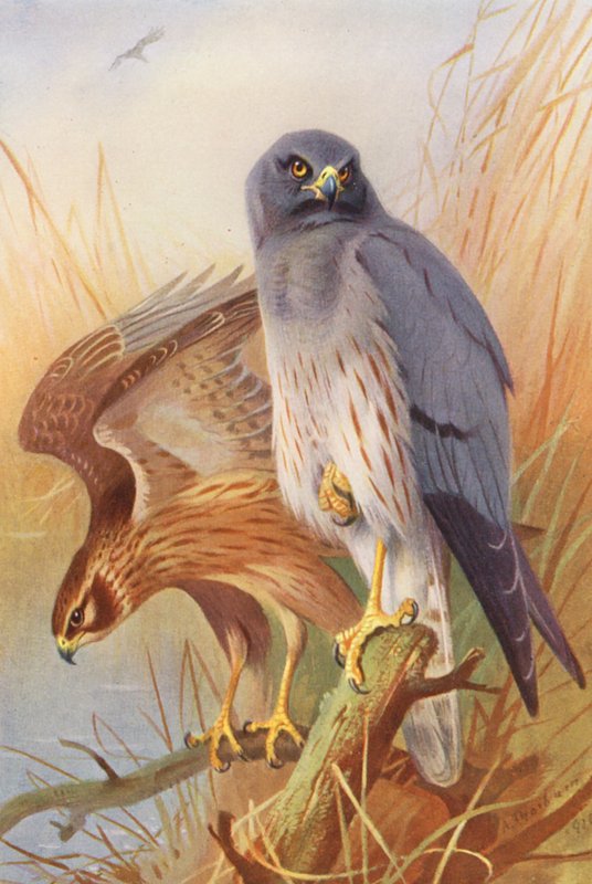 Tartaranhão-caçador (macho e fêmea) (litografia a cores) de Archibald Thorburn