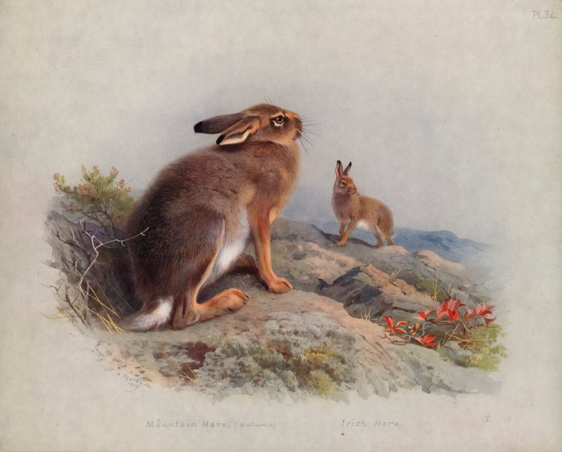 Lebre da montanha (outono), lebre irlandesa de Archibald Thorburn