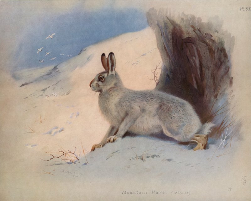 Lebre da montanha (inverno) de Archibald Thorburn