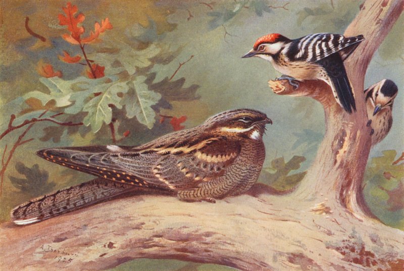 Noitibó, pica-pau-malhado-pequeno (macho e fêmea) (litografia a cores) de Archibald Thorburn