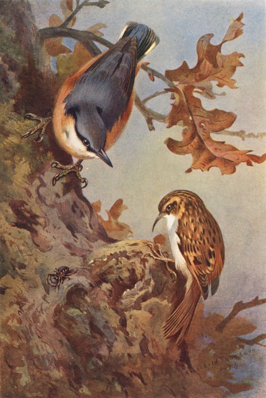 Pica-pau, trepadeira (litografia a cores) de Archibald Thorburn