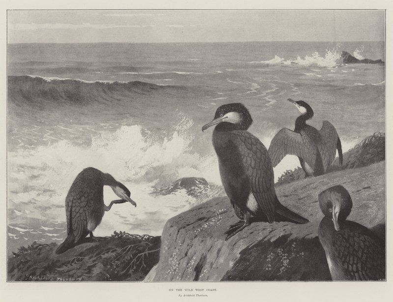 Na costa oeste selvagem de Archibald Thorburn