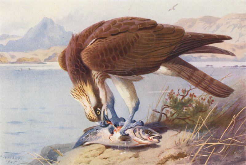 Osprey (litografia a cores) de Archibald Thorburn