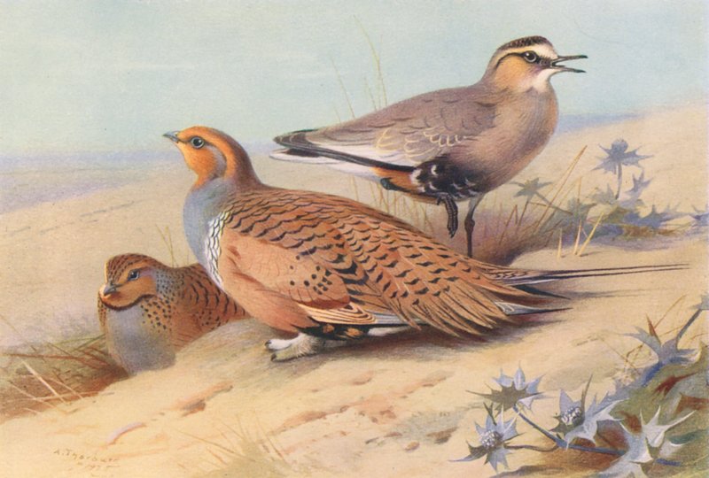 Tartaranhão-caçador (macho e fêmea), borrelho-das-areias (litografia a cores) de Archibald Thorburn