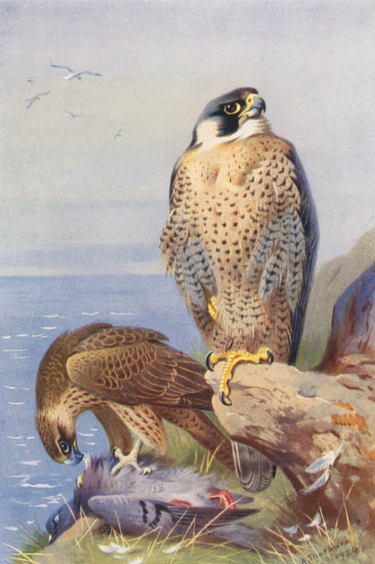 Falcão-peregrino (litografia a cores) de Archibald Thorburn