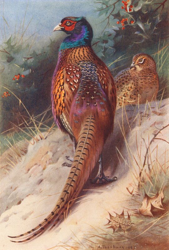 Faisão (macho e fêmea) (litografia a cores) de Archibald Thorburn