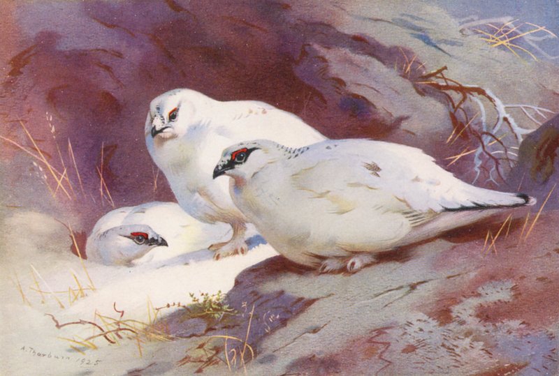 Ptarmigan (macho e fêmea, inverno) (litografia a cores) de Archibald Thorburn