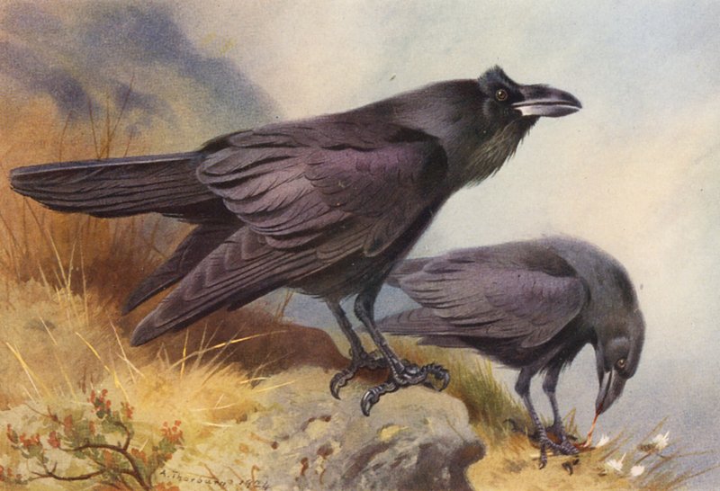 Corvo (litografia a cores) de Archibald Thorburn
