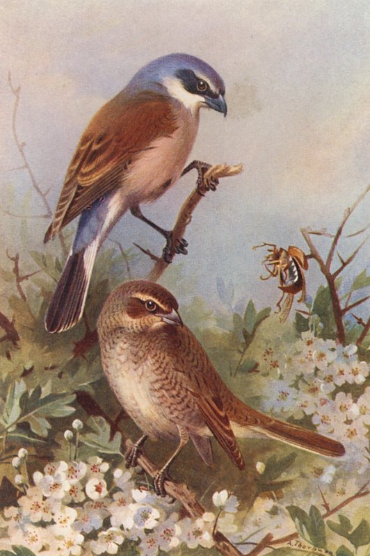 Picanço-de-dorso-vermelho (macho e fêmea) (litografia a cores) de Archibald Thorburn