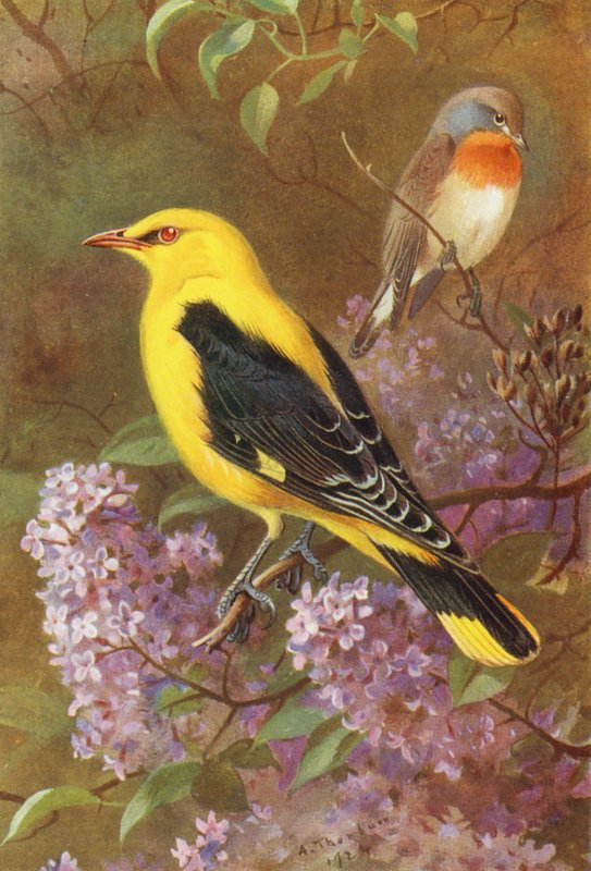 Papa-moscas de peito vermelho, papa-figos dourado (litografia a cores) de Archibald Thorburn