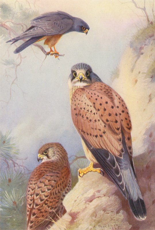 Falcão-de-pés-vermelhos, Peneireiro-das-torres (macho e fêmea) (litografia a cores) de Archibald Thorburn