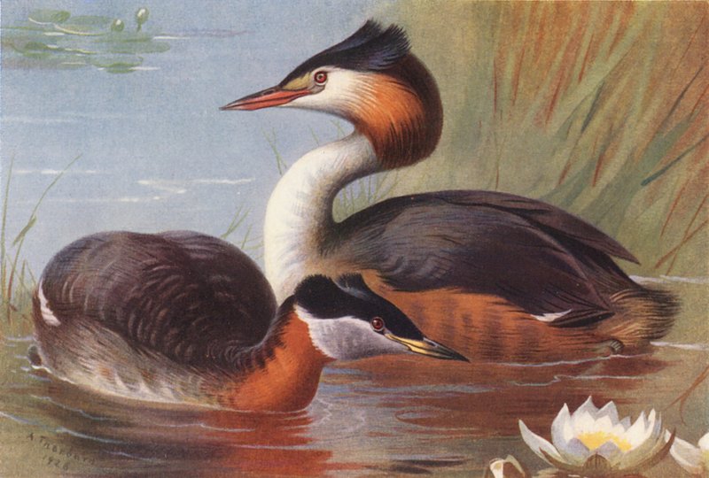 Mergulhão-de-pescoço-vermelho, mergulhão-de-crista (litografia a cores) de Archibald Thorburn