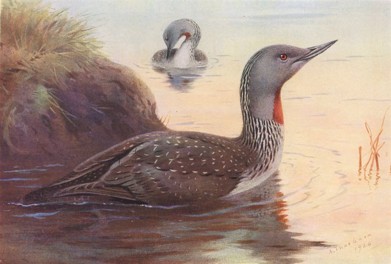Mergulhador de garganta vermelha (litografia a cores) de Archibald Thorburn