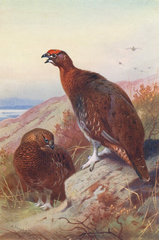 Galo silvestre (macho e fêmea) (litografia a cores) de Archibald Thorburn