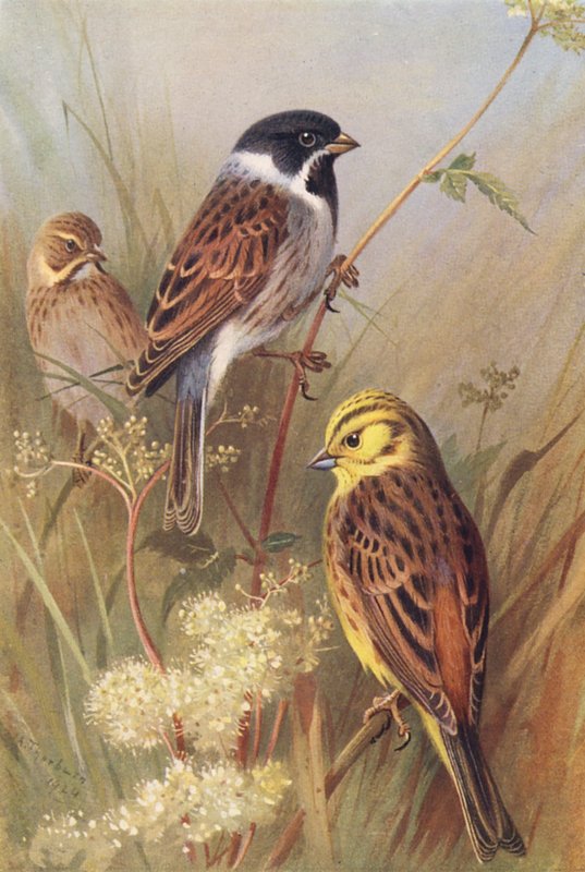 Reed-Bunting (macho e fêmea), Yellow Bunting ou Yellow Hammer (litografia a cores) de Archibald Thorburn