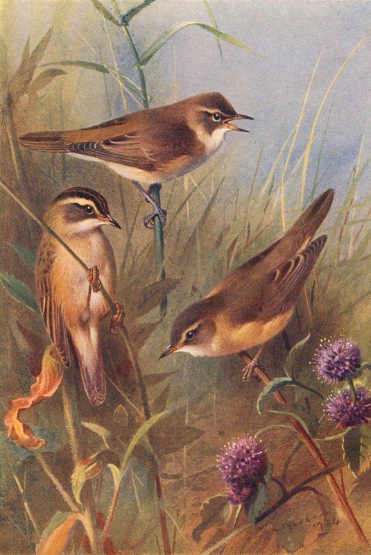 Toutinegra-dos-caniços, toutinegra-dos-juncos, toutinegra-dos-pântanos (litografia a cores) de Archibald Thorburn