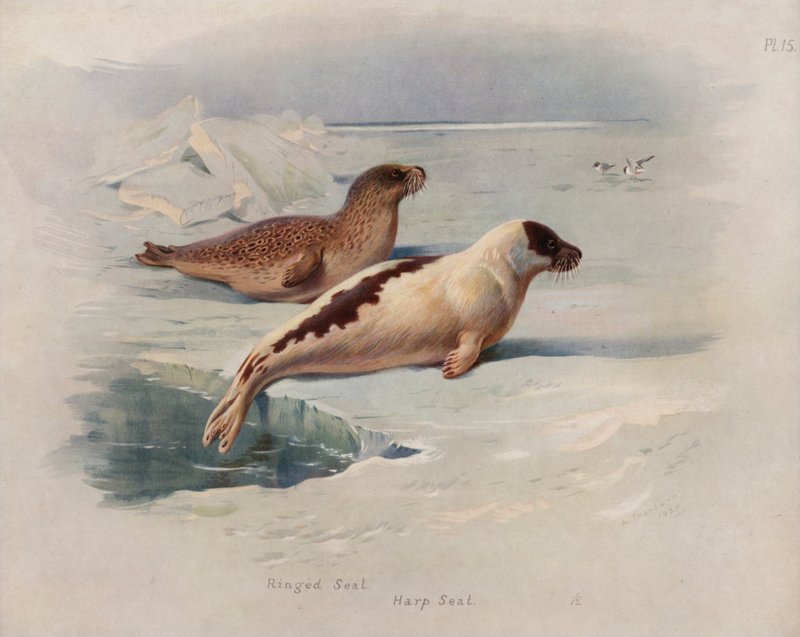 Selo com anéis, selo de harpa de Archibald Thorburn