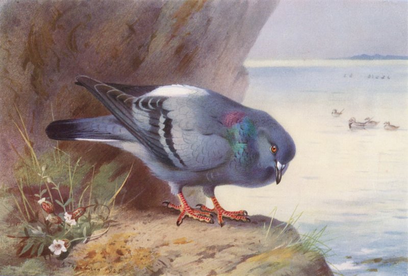 Pomba-das-rochas (litografia a cores) de Archibald Thorburn