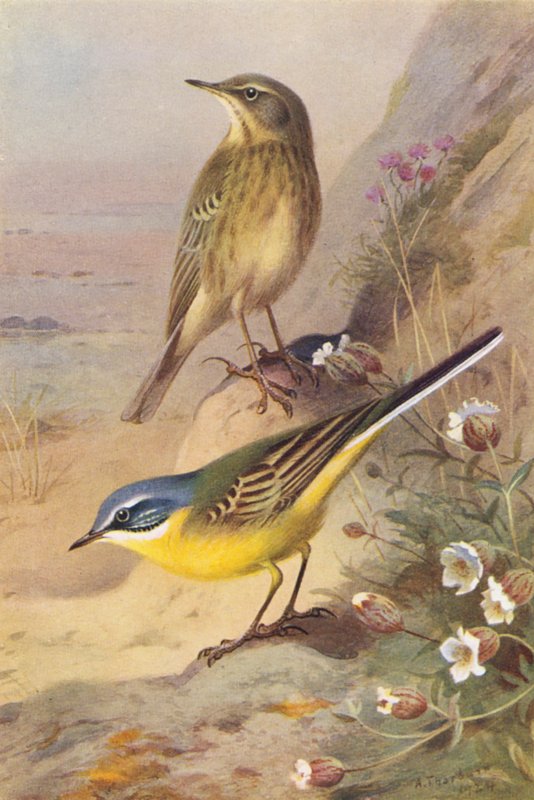 Papagaio-do-mar, alvéola-de-cabeça-azul (litografia a cores) de Archibald Thorburn