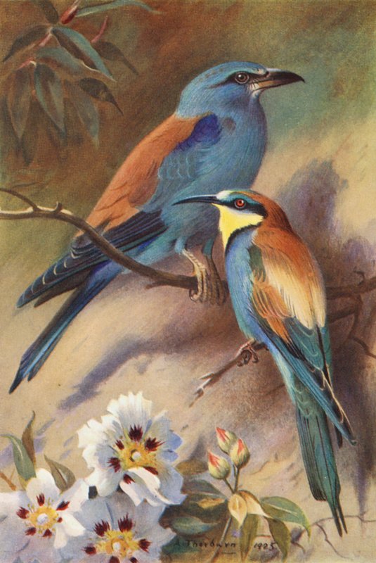 Rolo, comedor de abelhas (litografia a cores) de Archibald Thorburn