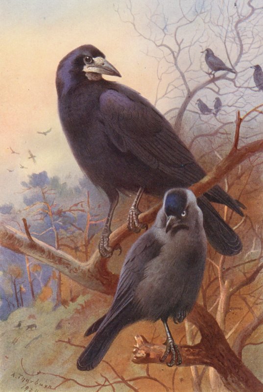 Torre, gralha (litografia a cores) de Archibald Thorburn