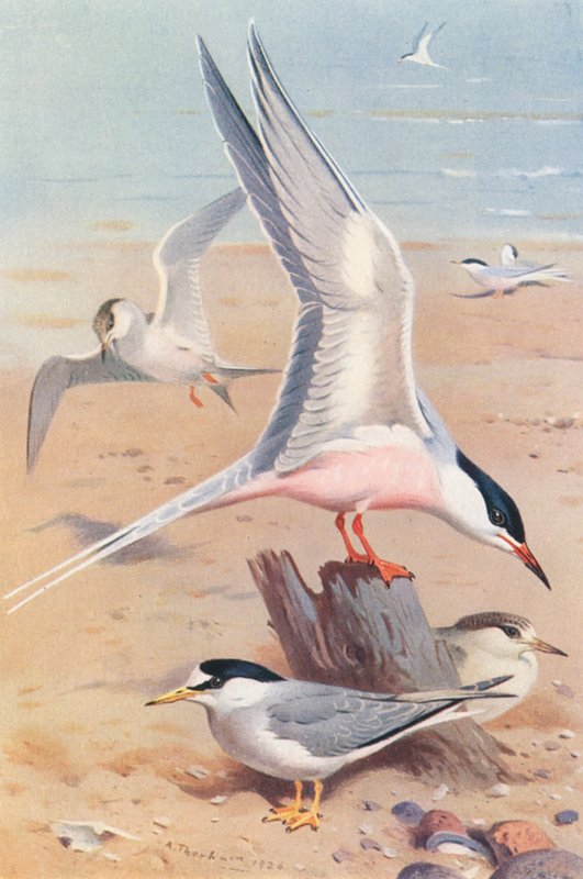 Garajau rosado (adulto e jovem), Garajau pequeno (adulto e jovem) (litografia a cores) de Archibald Thorburn