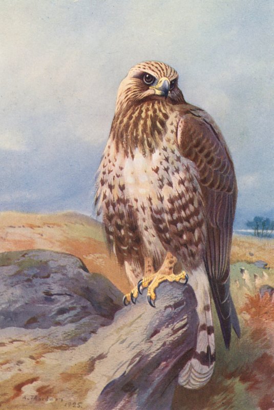 Abutre-de-patas-rugosas (litografia a cores) de Archibald Thorburn