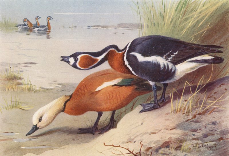 Pato-real, ganso de peito vermelho (litografia a cores) de Archibald Thorburn