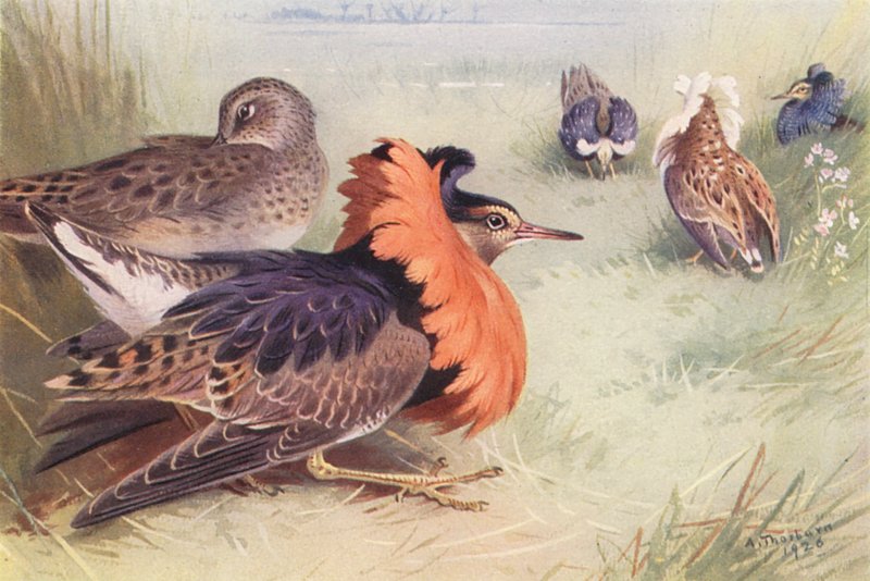 Ruff (quatro tipos de machos e fêmeas) (litografia a cores) de Archibald Thorburn