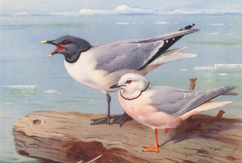 Gaivota-de-sabre, Gaivota-da-cauda-de-cunha (litografia a cores) de Archibald Thorburn