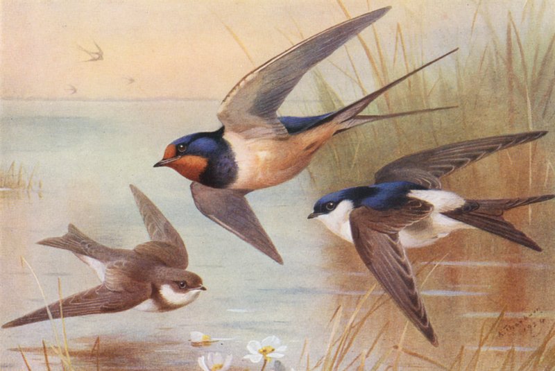 Sand-Martin, Swallow, Martin (litografia a cores) de Archibald Thorburn