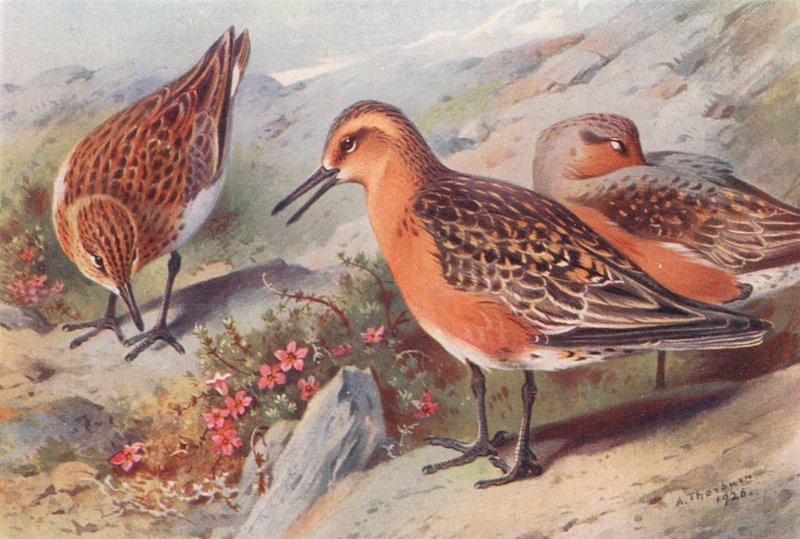 Sanderling (verão), Knot (verão) (litografia a cores) de Archibald Thorburn
