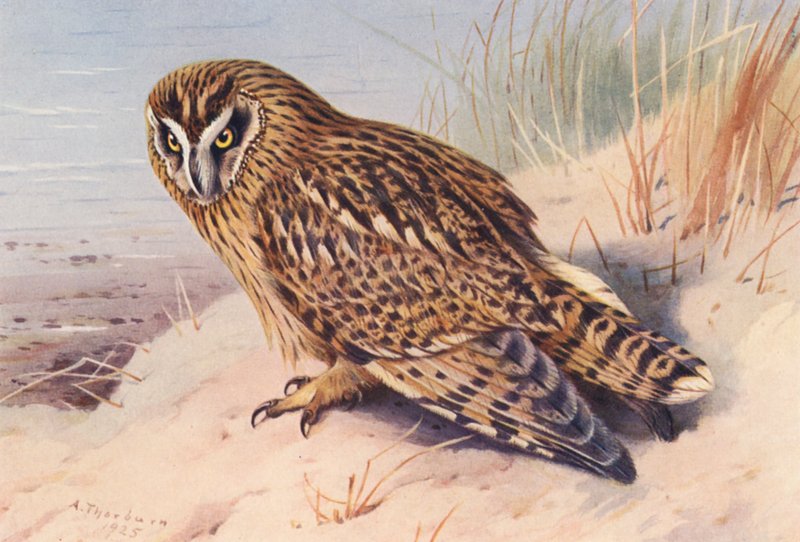 Coruja de orelhas curtas (litografia a cores) de Archibald Thorburn