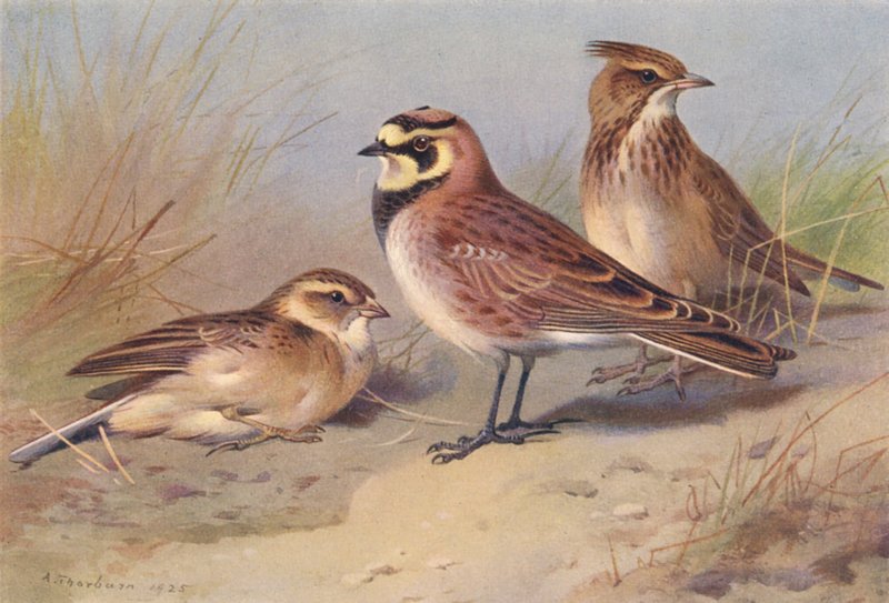 Cotovia-de-bico-curto, cotovia-da-terra, cotovia-de-crista (litografia a cores) de Archibald Thorburn