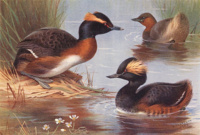 Mergulhão-da-eslavónia, mergulhão-pequeno, mergulhão-de-pescoço-preto (litografia a cores) de Archibald Thorburn