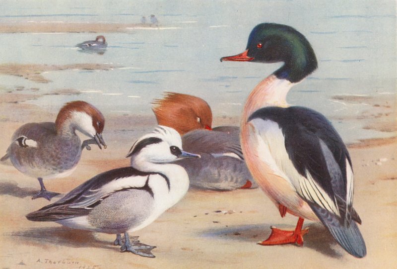 Smew (macho e fêmea), Goosander (macho e fêmea) (litografia a cores) de Archibald Thorburn