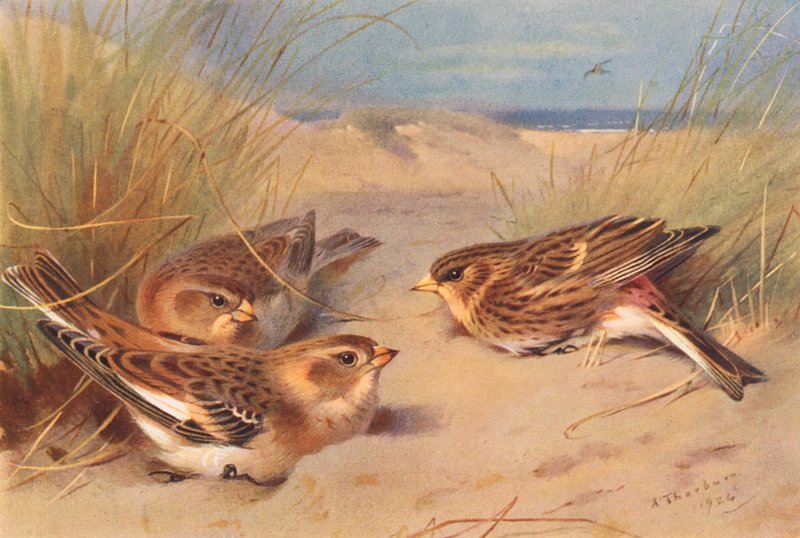 Caça à neve (inverno), Twite (litografia a cores) de Archibald Thorburn