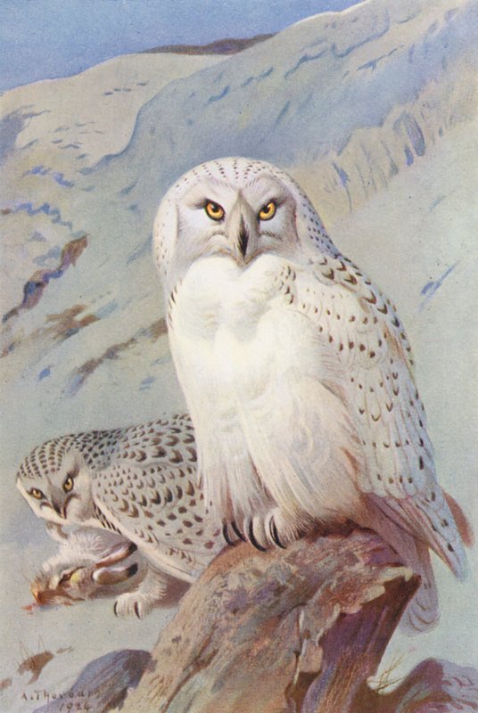 Coruja das neves (litografia a cores) de Archibald Thorburn