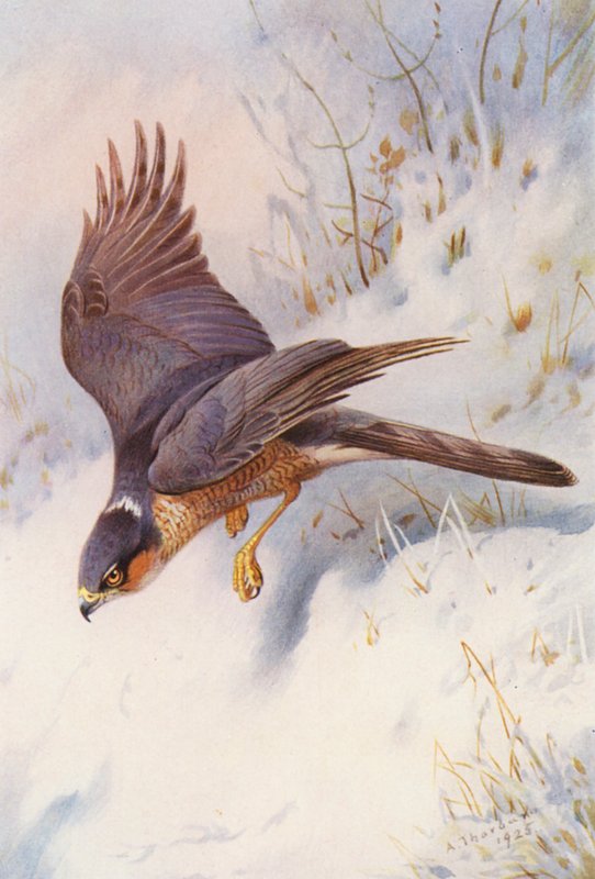 Gavião-real (macho adulto) (litografia a cores) de Archibald Thorburn