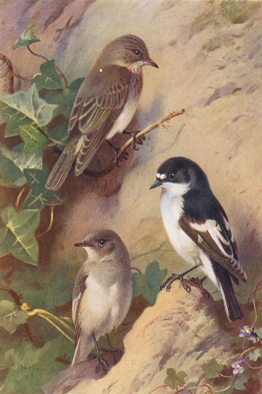Papa-moscas malhado, papa-moscas de peito (macho e fêmea) (litografia a cores) de Archibald Thorburn